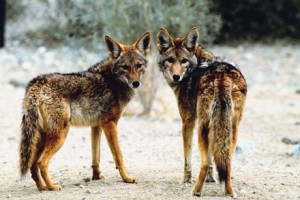 Coyotes call Costa Mesa home