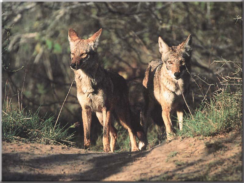 Costa Mesa Coyotes to be Trapped